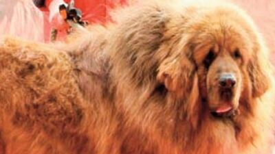 2.7 milyon TL'lik köpek