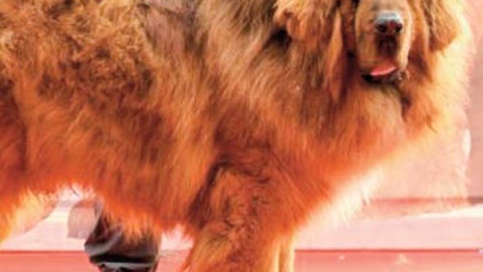 2.7 milyon TL'lik köpek