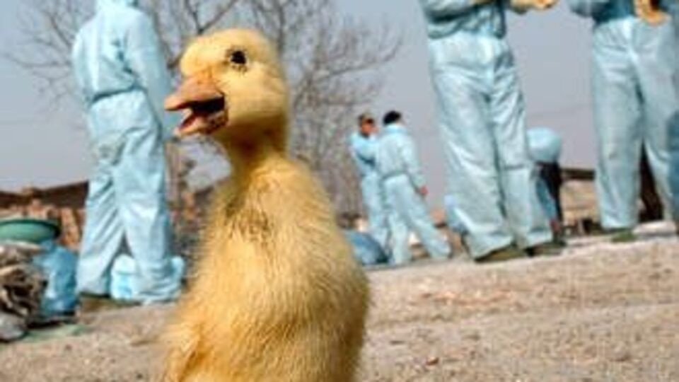 Kuş gribi uyarısı