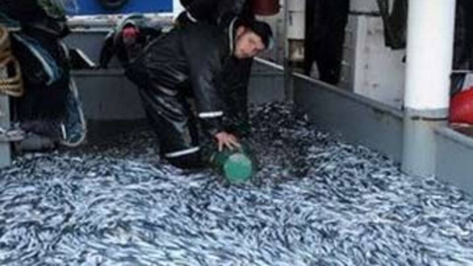 "Hamsine sahip çık!"