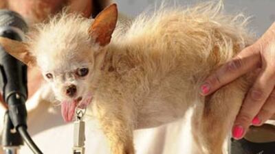 Dünyanın 'en çirkin' köpeği öldü