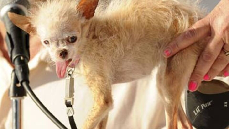 Dünyanın 'en çirkin' köpeği öldü