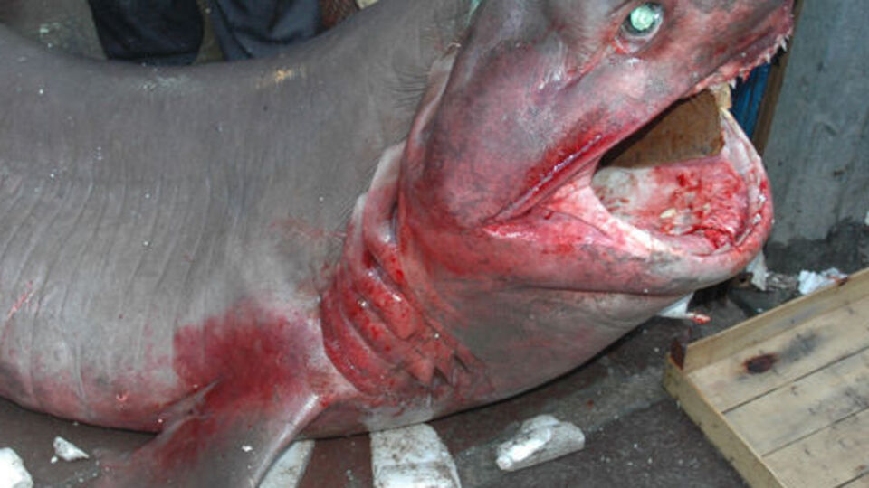 5 adet köpek balığı yakalandı