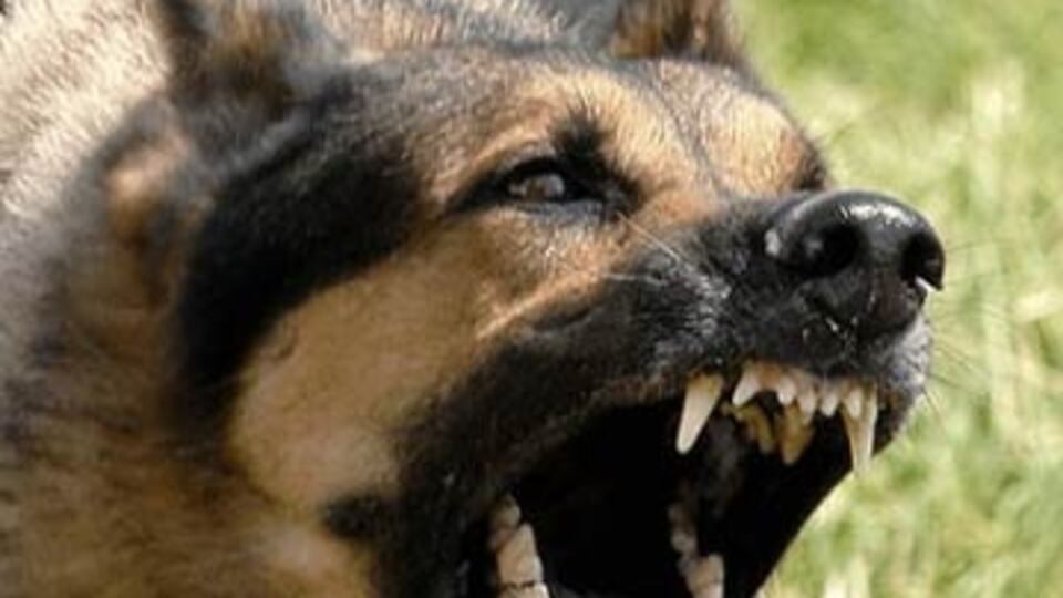 Sokak köpekleri dehşet saçtı: 1 ölü