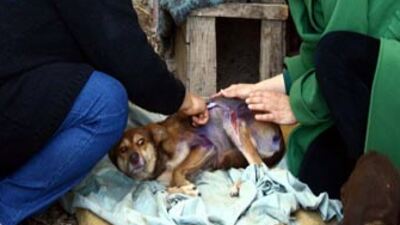 Sokak köpeği ve yavrularını kızgın yağla dağladılar