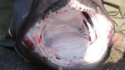 Marmara'da Jaws korkusu!