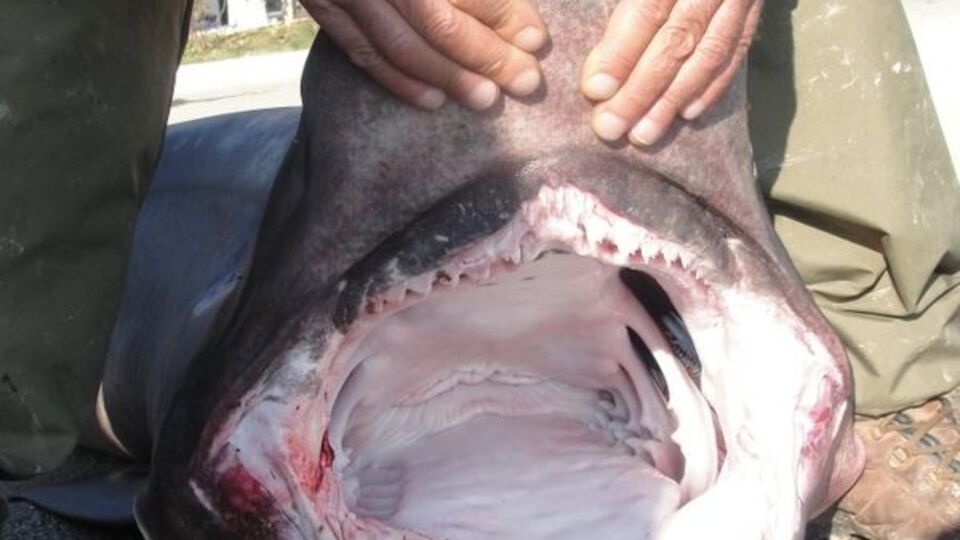 Marmara'da Jaws korkusu!