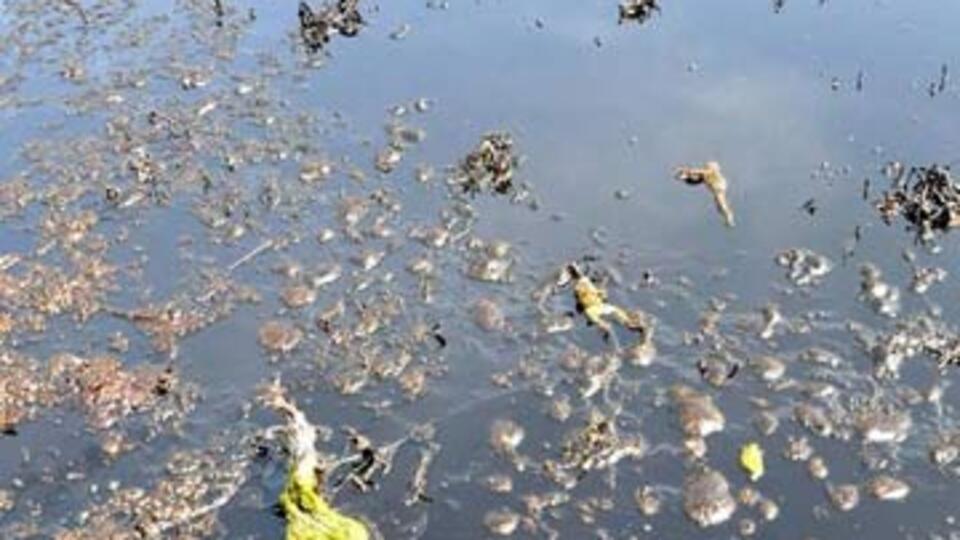 İdil Deresi'ne petrol sızıyor