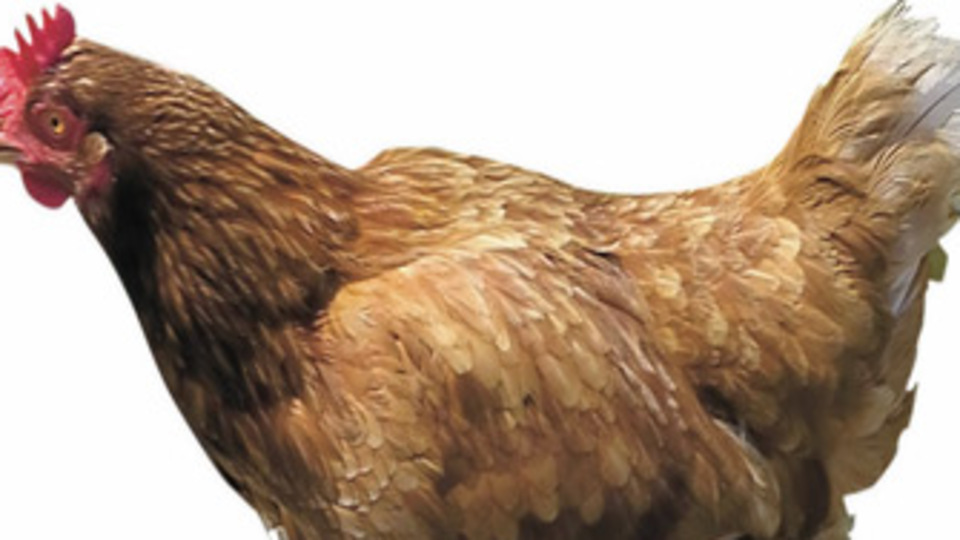 Sağlıklı diye yediğimiz tavuklar sağlıklı değil mi?