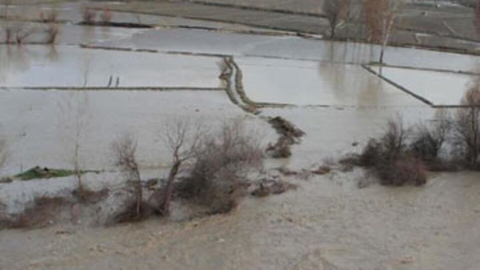 Devrez Çayı taştı, çeltik arazileri sular altında