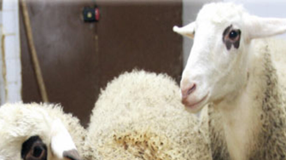 'Oyalı' sizlere ömür