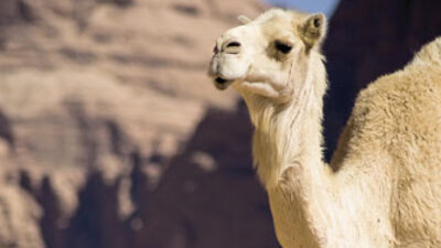 Diyanet'ten 'deve idrarı' açıklaması!