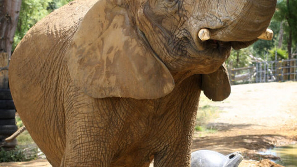 Fil bakıcısını öldürdü