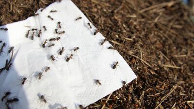 Kırmızı karıncalar taşınıyor