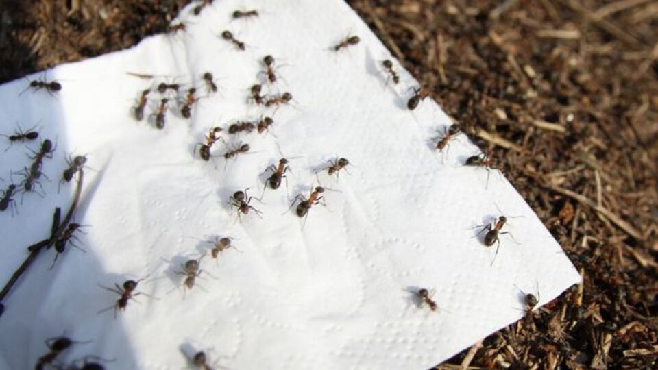 Kırmızı karıncalar taşınıyor