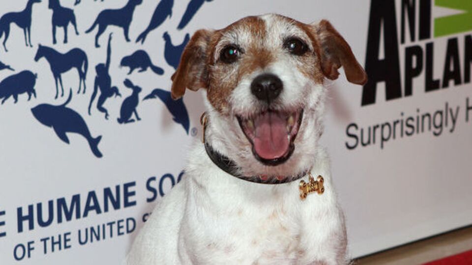 Uggie'nin kitabı çıkıyor! GALERİ