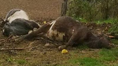 Balıkesir'de akıl almaz hırsızlık!