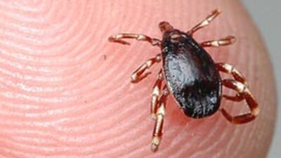 Kenelerden böyle kurtulacağız