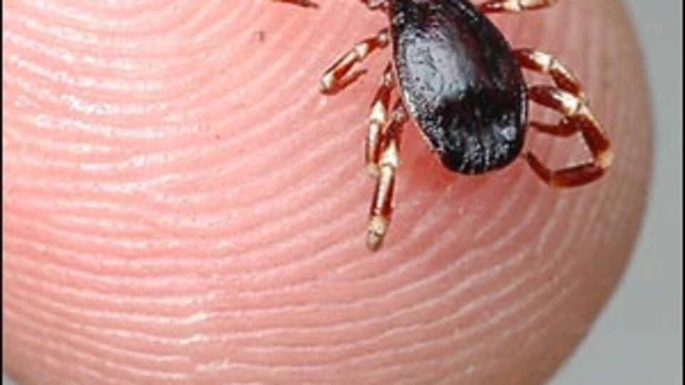 Kenelerden böyle kurtulacağız