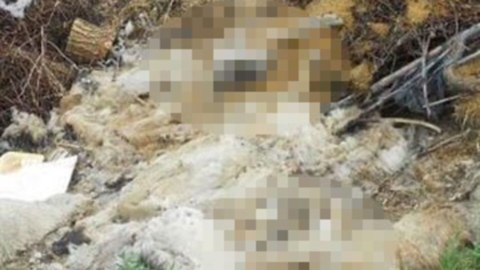 Avanos'ta şok görüntü!