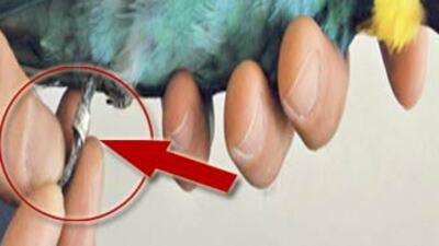 Gaziantep'i ayağa kaldıran kuş!