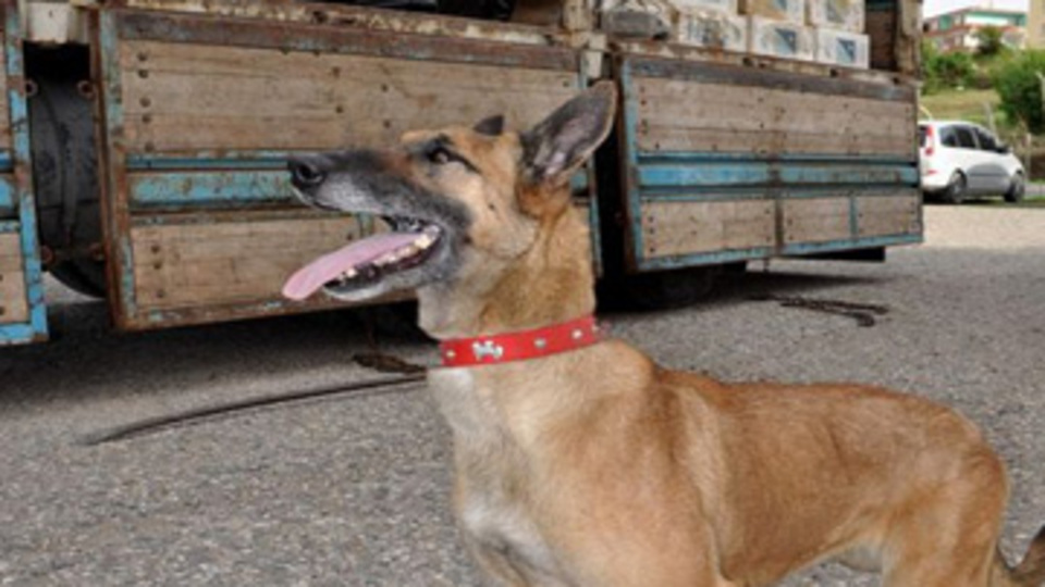 Dedektör köpeği Cora'nın büyük başarısı