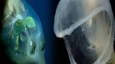 Dünyanın en şaşırtıcı 7 deniz canlısı! GALERİ