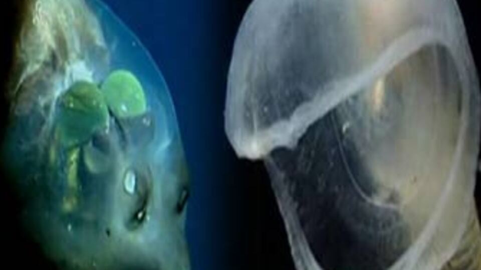 Dünyanın en şaşırtıcı 7 deniz canlısı! GALERİ