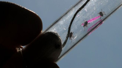 Kene kabusu geri döndü