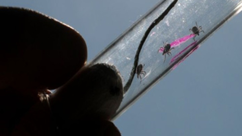 Kene kabusu geri döndü