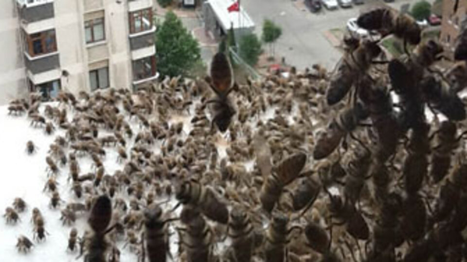 Binlerce arı apartmanı istila etti!