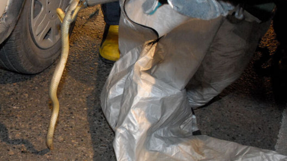 Kadıköy'de yılan operasyonu