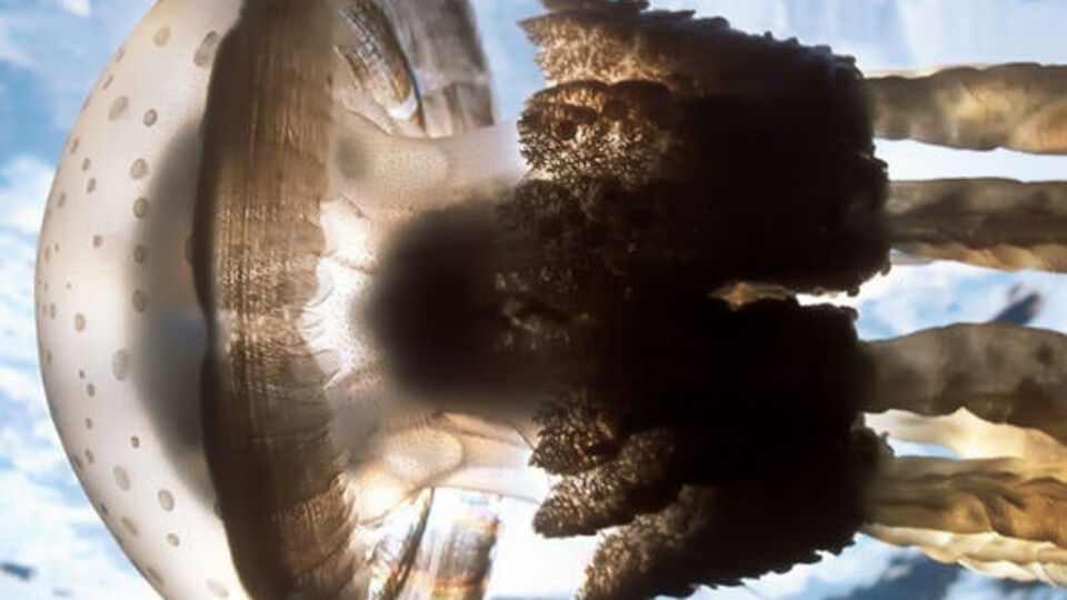 Denizanası iyileştiriyor!