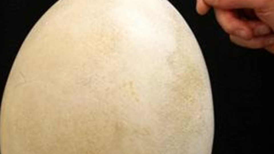 Diş çürükleri artık dert değil