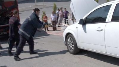 İstanbul'u yılanlar bastı!