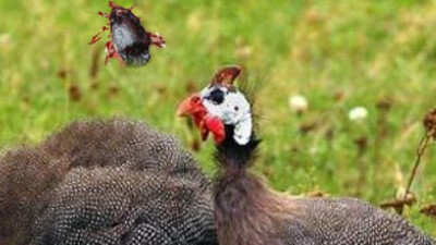 Kene sorununa 'beç tavuklu' çözüm