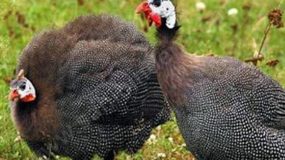 Kene sorununa 'beç tavuklu' çözüm