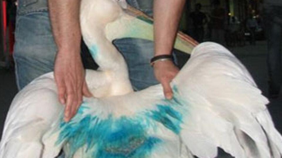 Hayvanlar Uğur'u bıçakladı!