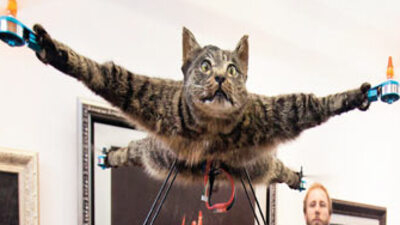 'Hayvan sevgisi' bunu yaptırttı!