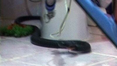 Banyoda 2 metrelik karayılan! GALERİ