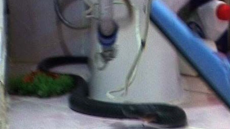 Banyoda 2 metrelik karayılan! GALERİ