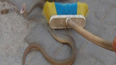 Türkiye'nin yeni kabusu