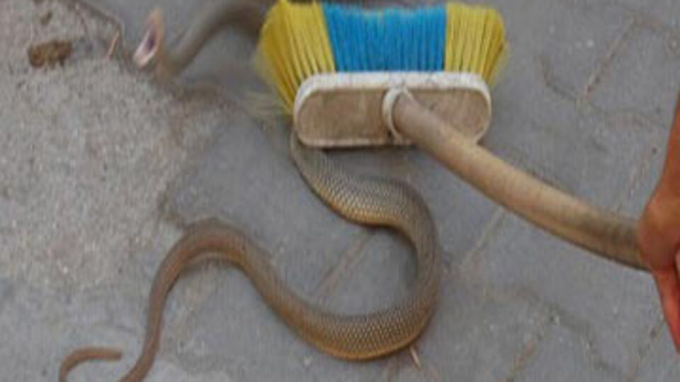 Türkiye'nin yeni kabusu