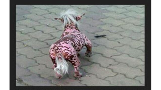 Yaratık köpek paniği!