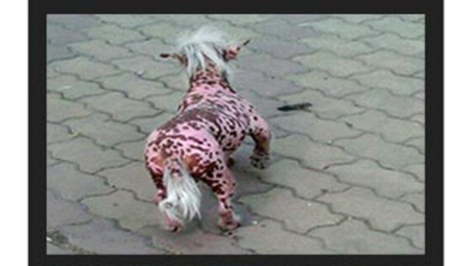 Yaratık köpek paniği!