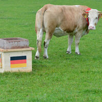 Panzer’e pas vermedi!