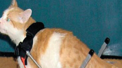 Başına gelmeyen kalmadı!