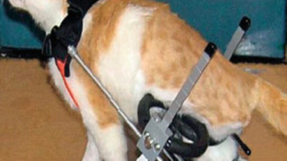 Başına gelmeyen kalmadı!