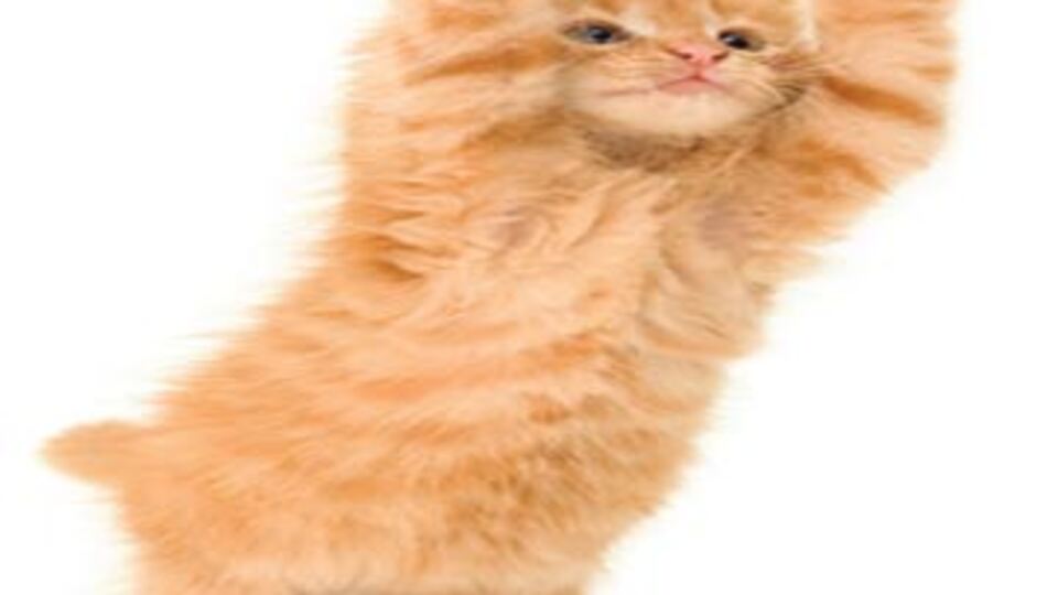 Hayvanlar 'imdat' diyor!