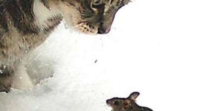 Fareler için kedi timi!